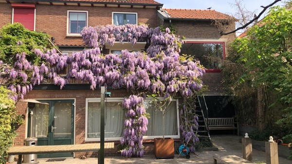 huis met blauweregen.jpg